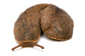 Laevicaulis sp. Nigeria adult